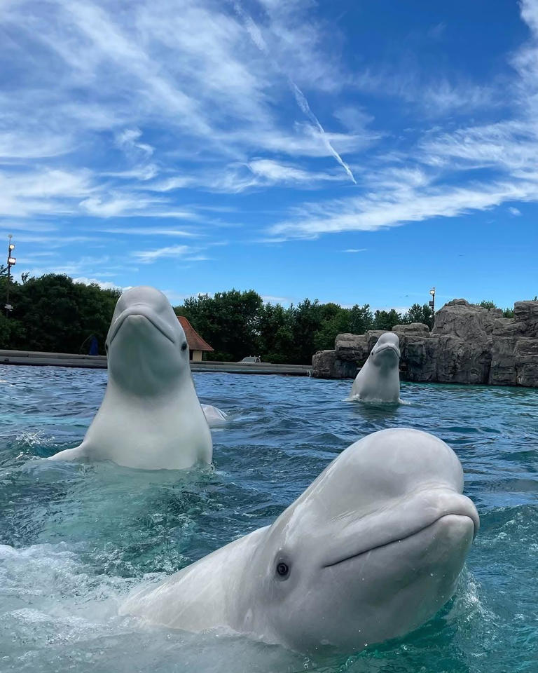 SeaWorld San Diego ayudará a rescatar 30 ballenas beluga varadas en