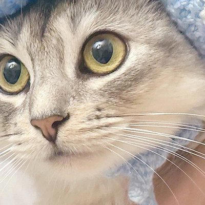 お花付きの帽子』をかぶった猫→『表情』が変化して…笑って