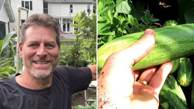 Cucumber plants fade by midsummer, and this monthly replanting move keeps harvests coming