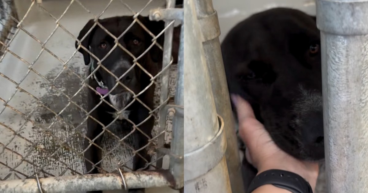 Shelter Dog Holds Human's Hand Through a Gap in Kennel Door, Leaves Them Wondering One Thing