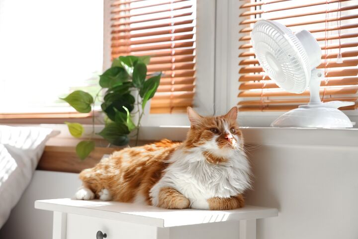 tips for keeping your cat safe from the heat this summer, Pixel Shot Shutterstock