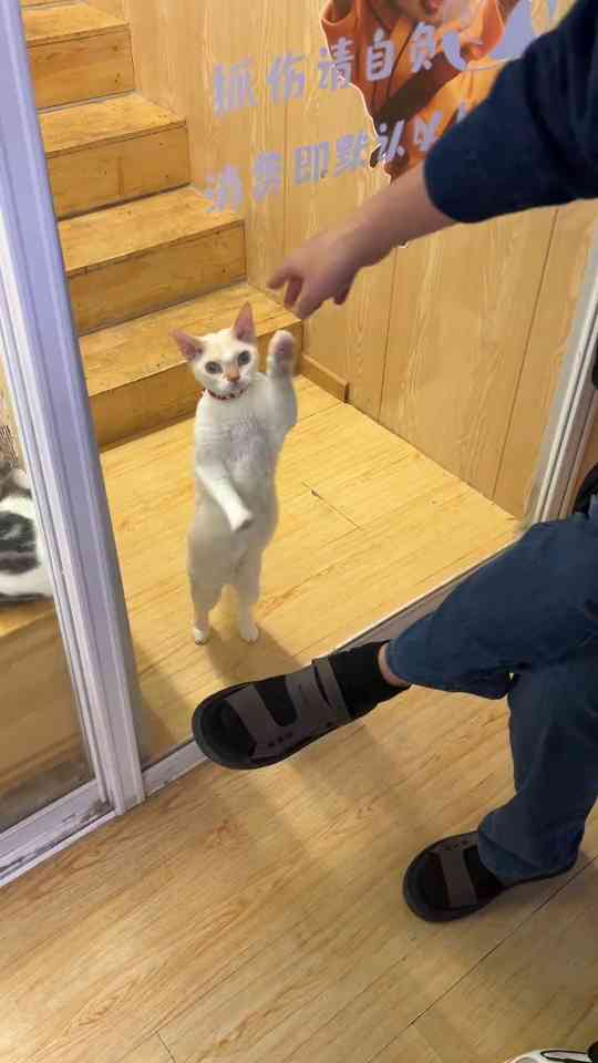 Hiring my cat as a window cleaner was my best decision until he started ...
