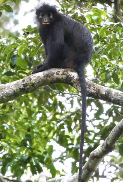 A photograph of Colobus congoensis (Daniel Rosengren)