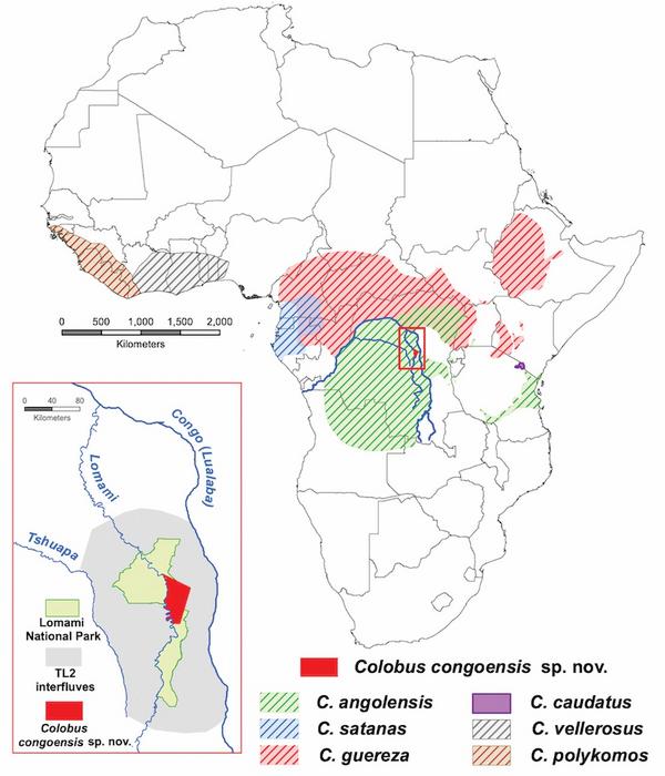 Colobus congoensis map (John Hart, Lukuru Wildlife Research Foundation)