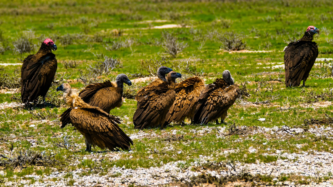 Majestic vultures gathering on the African plains