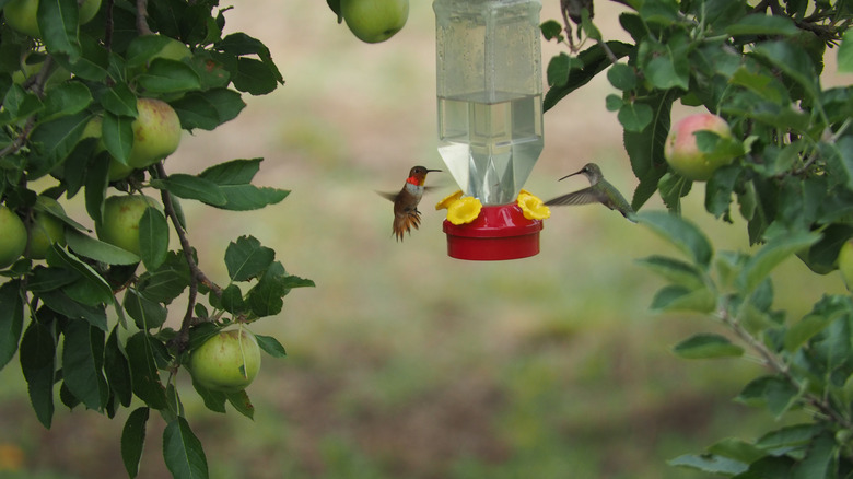 Why People Put Foam Wrap Around Their Hummingbird Feeders (And Should You?)