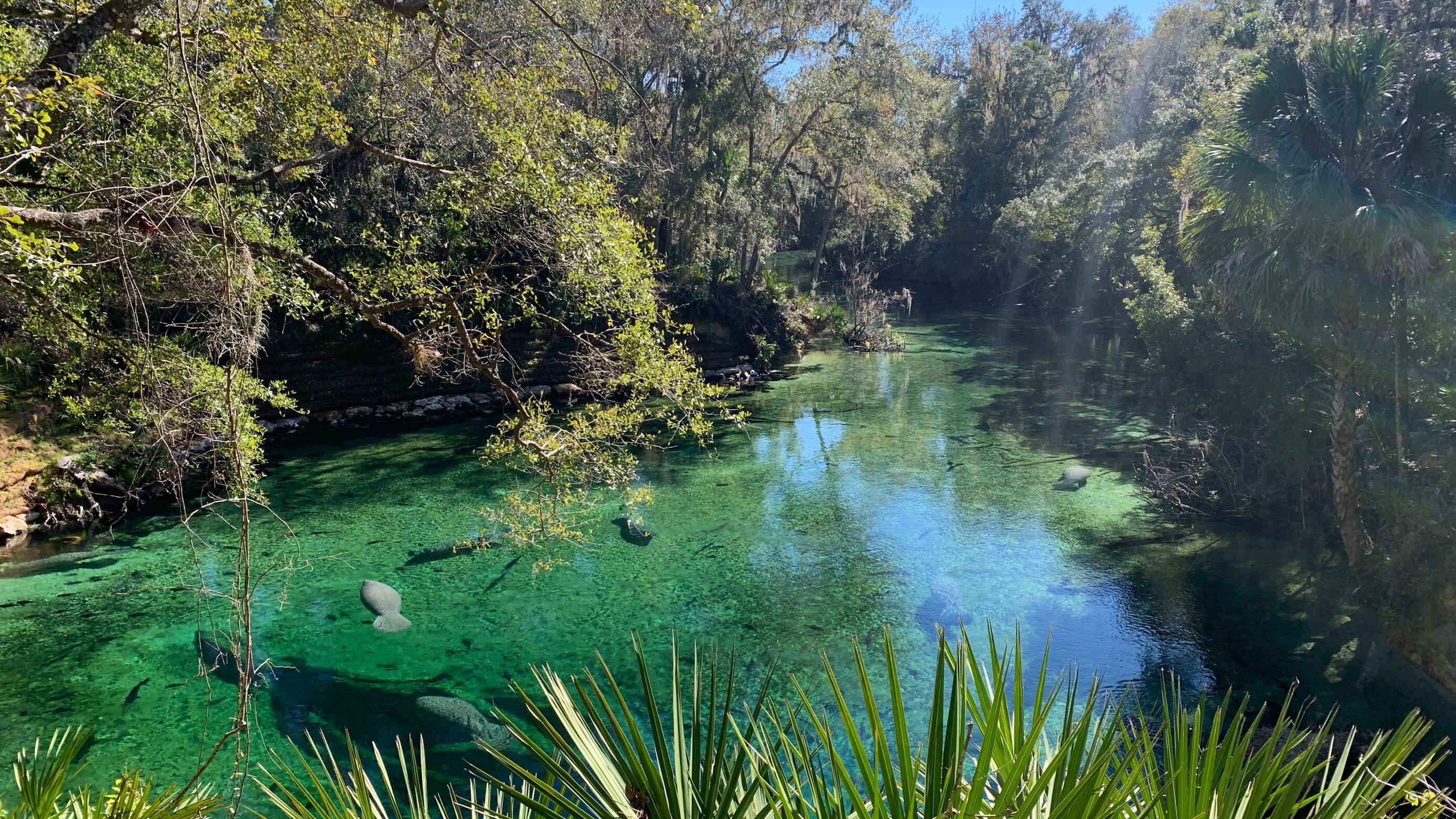 Florida spring restoration receives $100 million boost for 45 projects