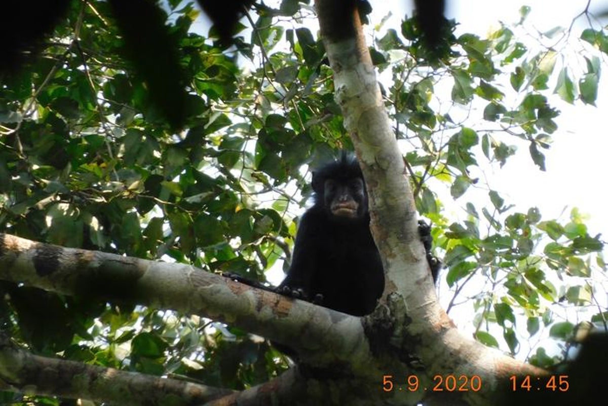 Remarkable new monkey with orange lips found in Congo