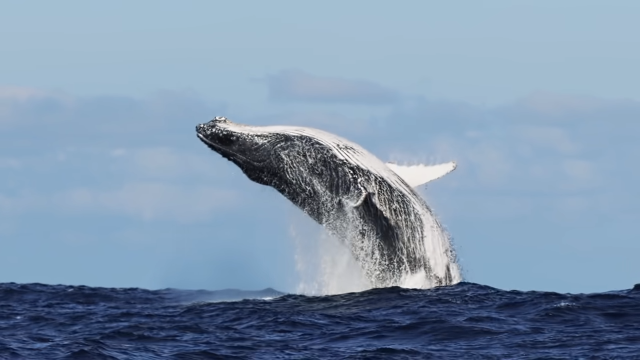 Whalers found a 27-ton whale with legs - the discovery took a century ...