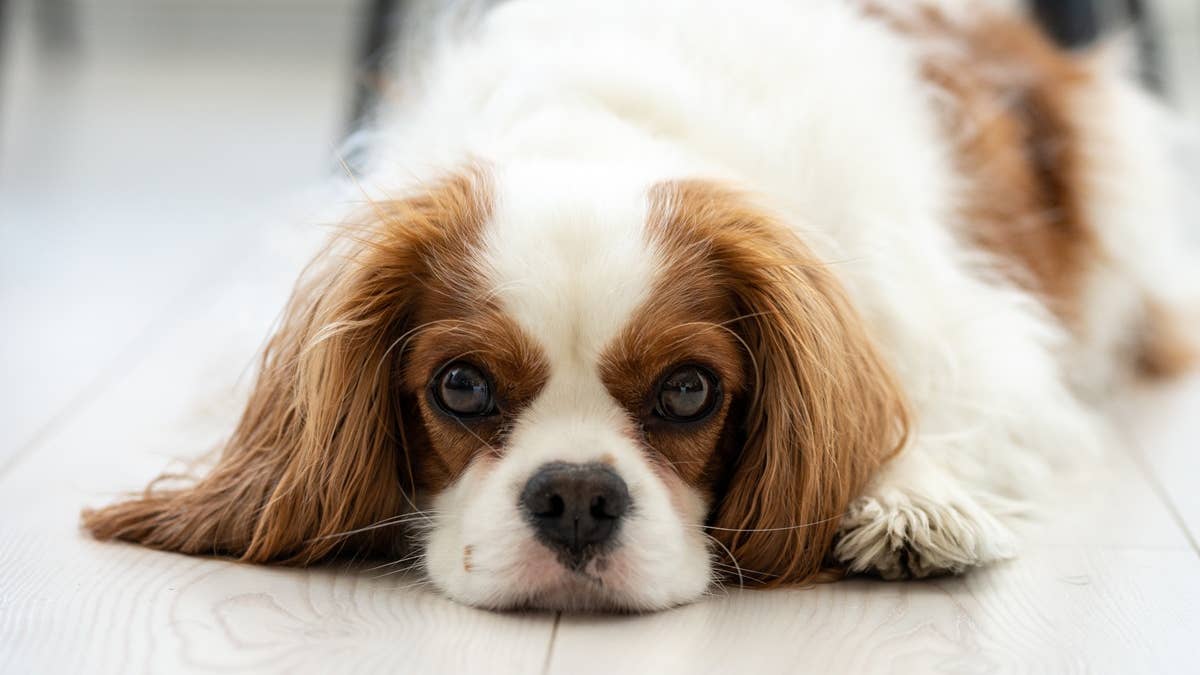 cute-dog-lying-on-the-floor-at-home