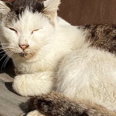 看取るつもりで保護した『ボロボロの野良猫』→２年後……涙あふれるビフォーアフターに「同じ猫とは思えない」「幸せになってよかった」と感動
