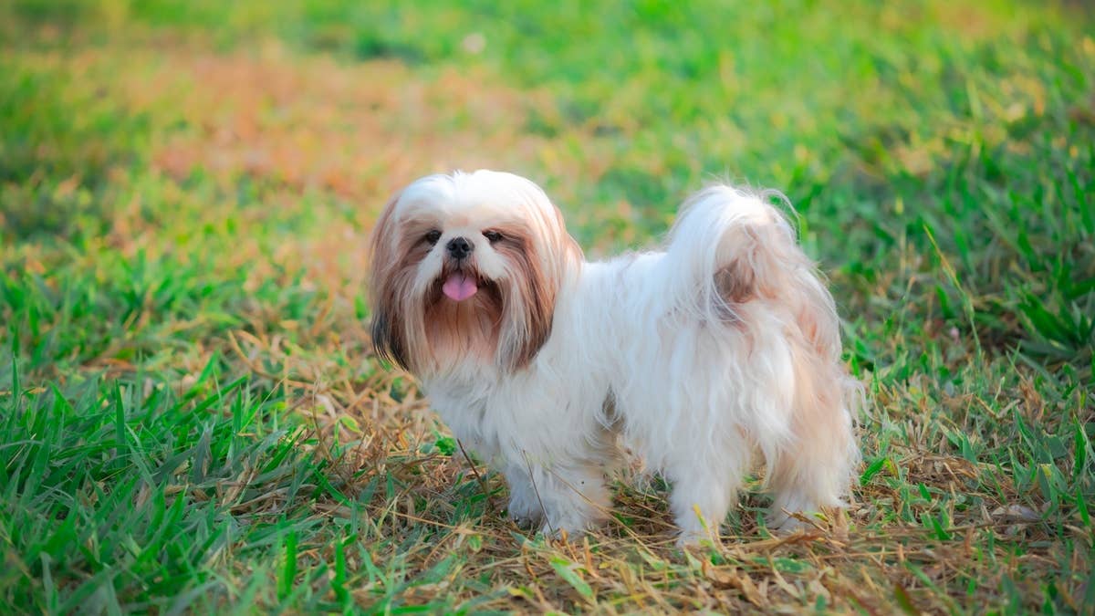 young-shih-tzu
