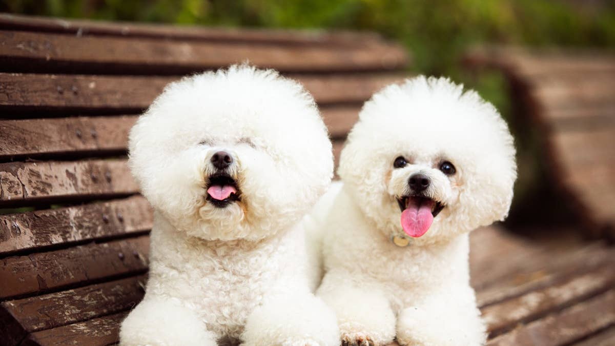 cute-white-dogs-of-the-bichon-frize-breed