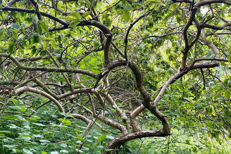 Rare fruit tree given rude nickname by Shakespeare discovered in ...