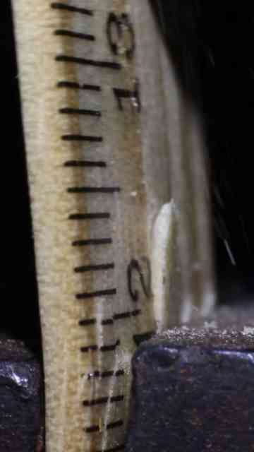 Wood ruler revealed in stunning macro detail