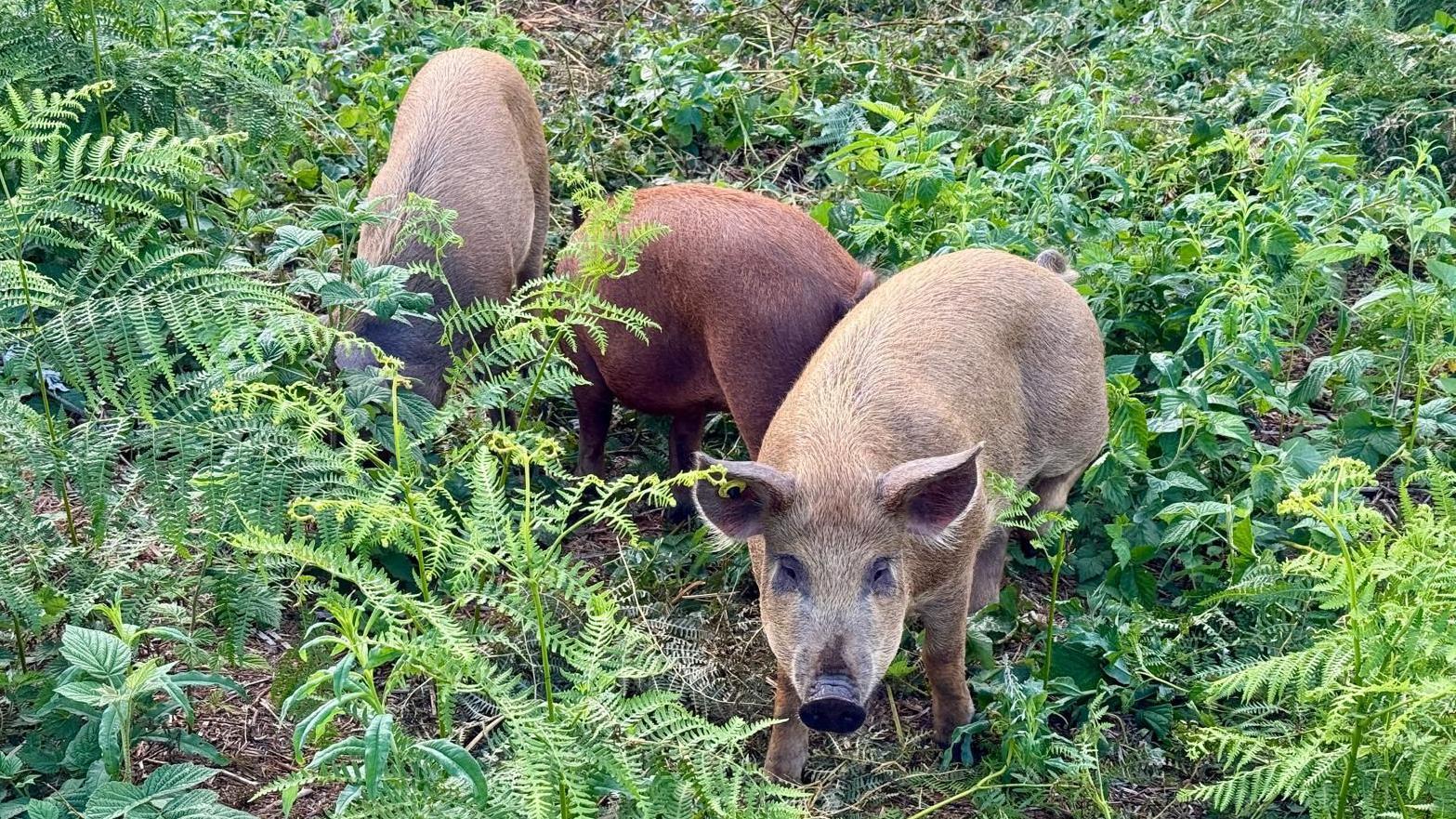 The three crossbreed female pigs will help to manage vegetation on the nature reserve