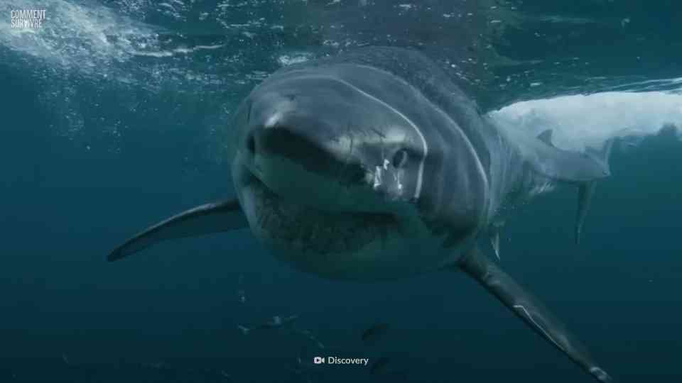 Il a poignardé un grand requin blanc au nez pour survivre