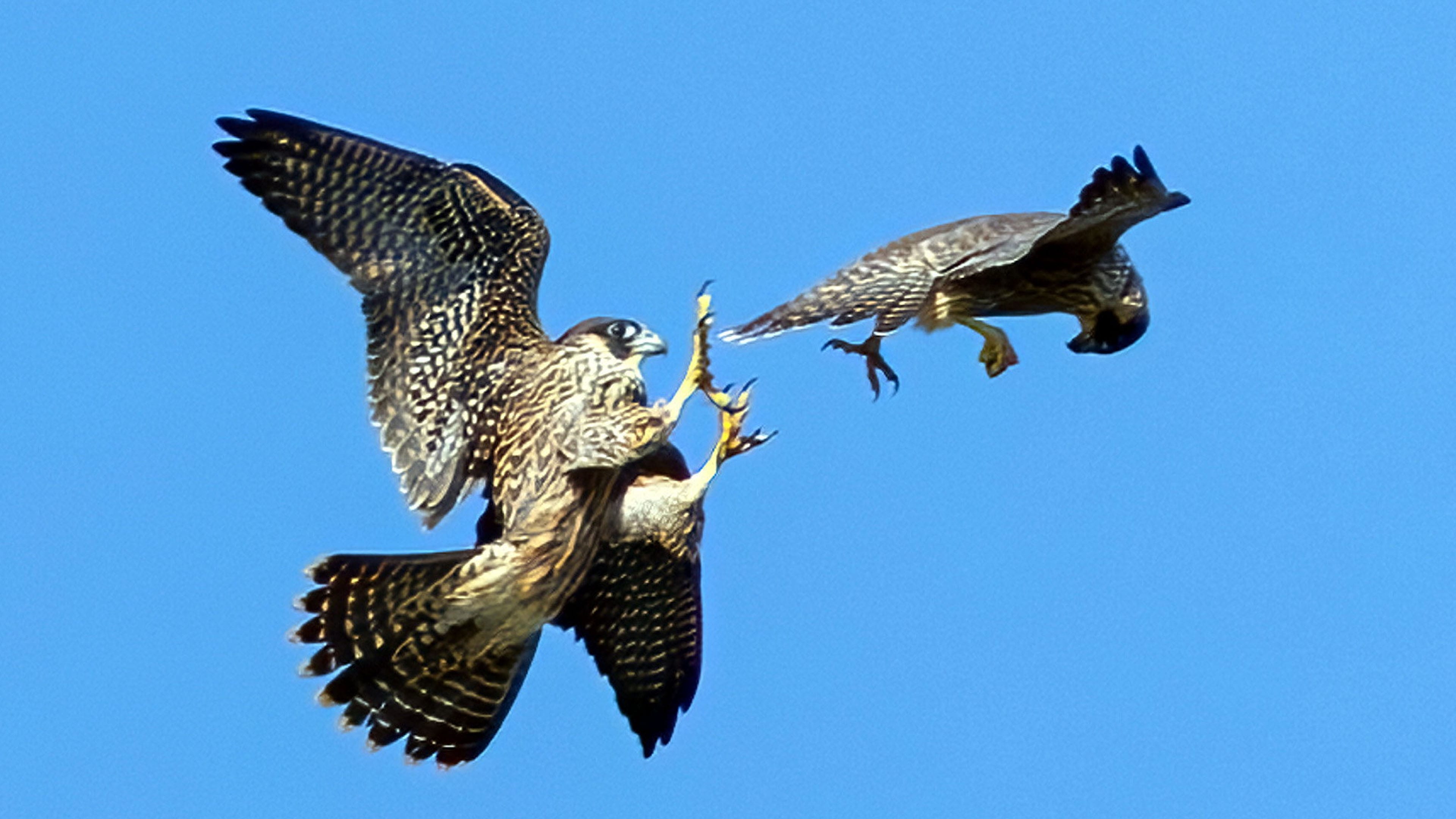 Two young peregrine falcons practise hunting skills