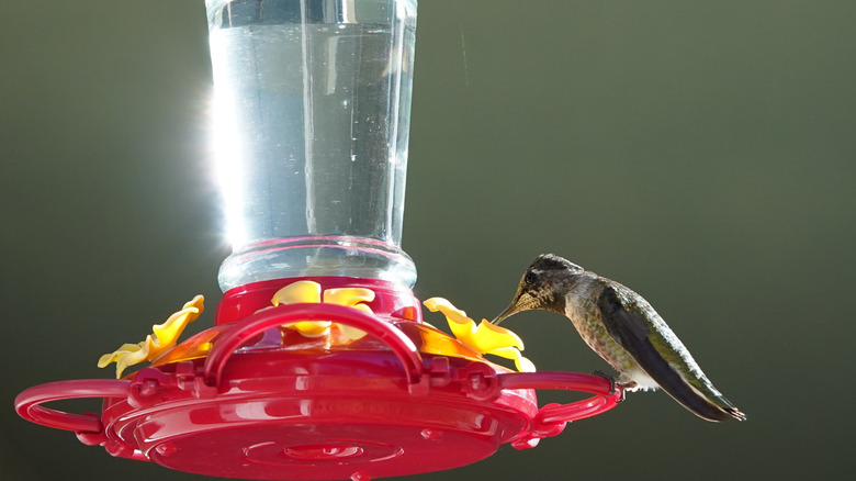 Why People Put Foam Wrap Around Their Hummingbird Feeders (And Should You?)
