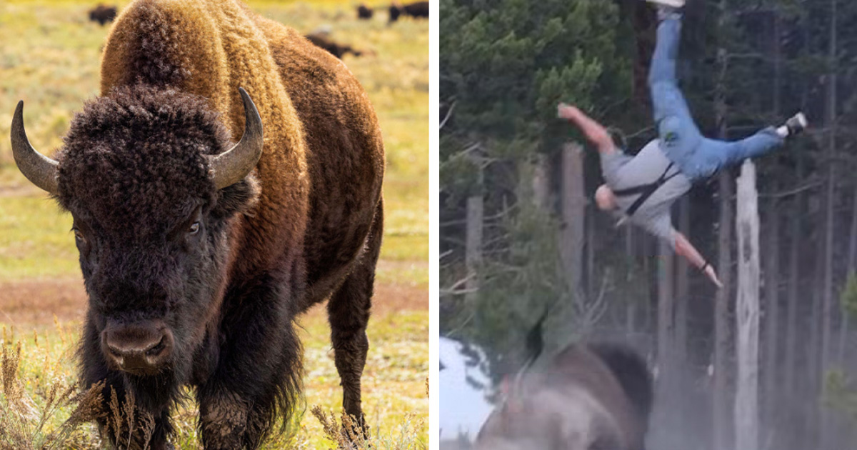 Fate revealed for Yellowstone bison after it threw grandfather 8 feet ...