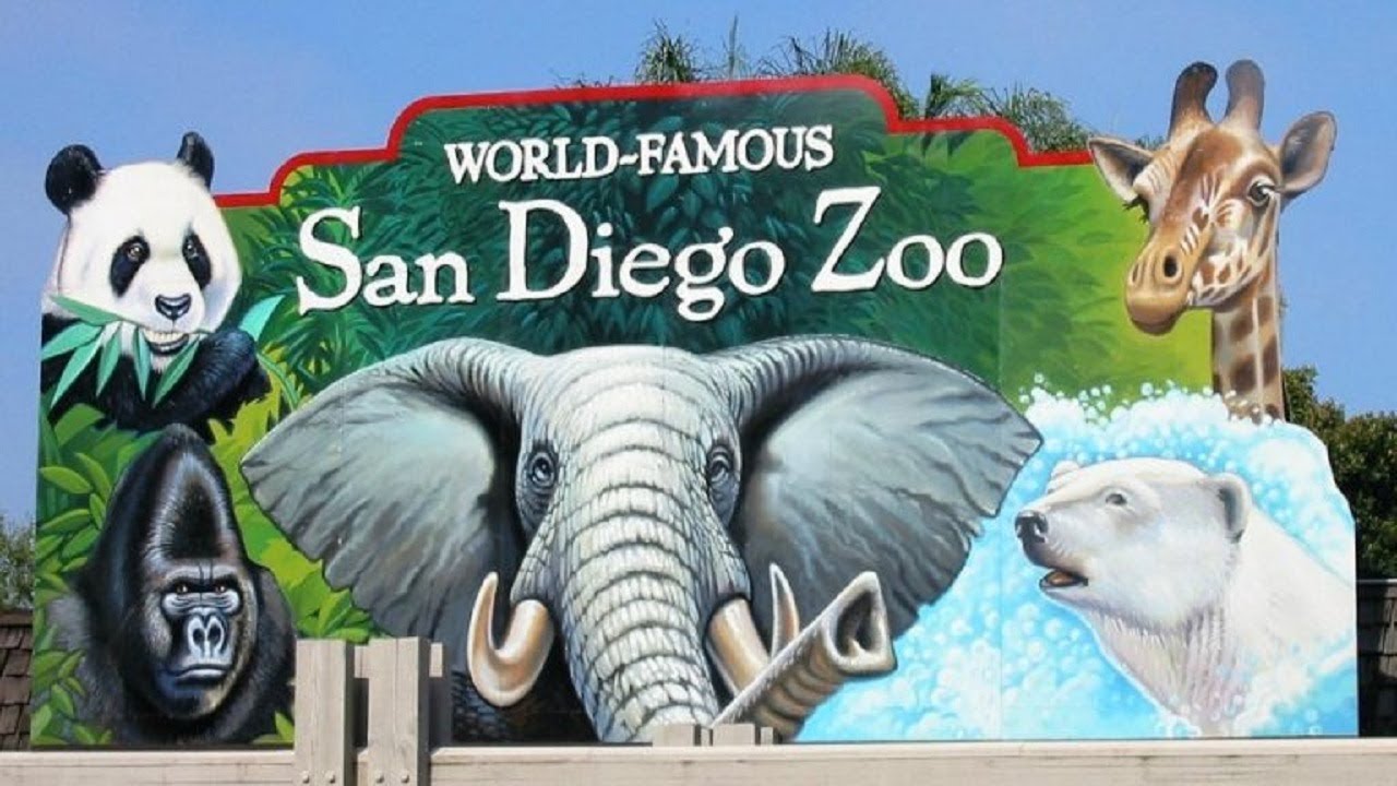 Meet Ken, San Diego Zoo’s most infamous (and hairiest) escape artist