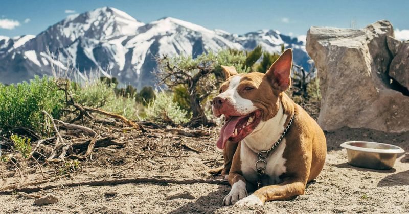 These 10 changes in behavior could be your dog's way of asking for help 3