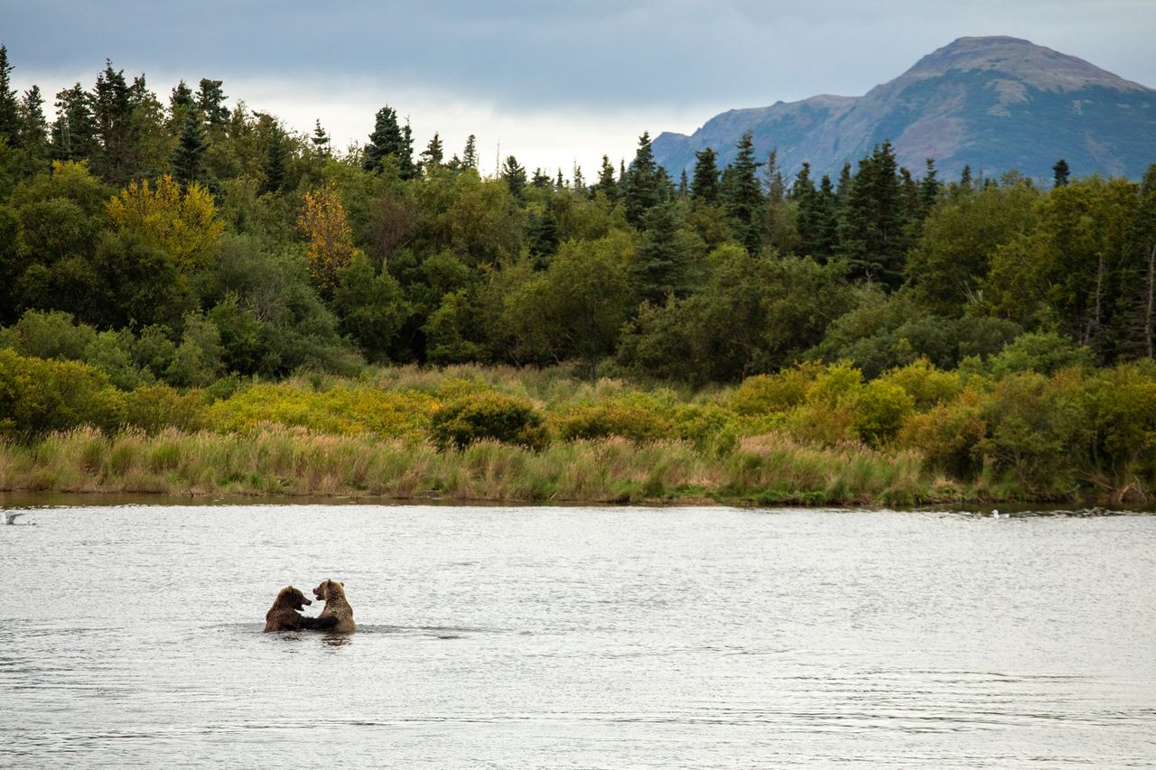 Two bears in a river in front of a forested landscape with mountains