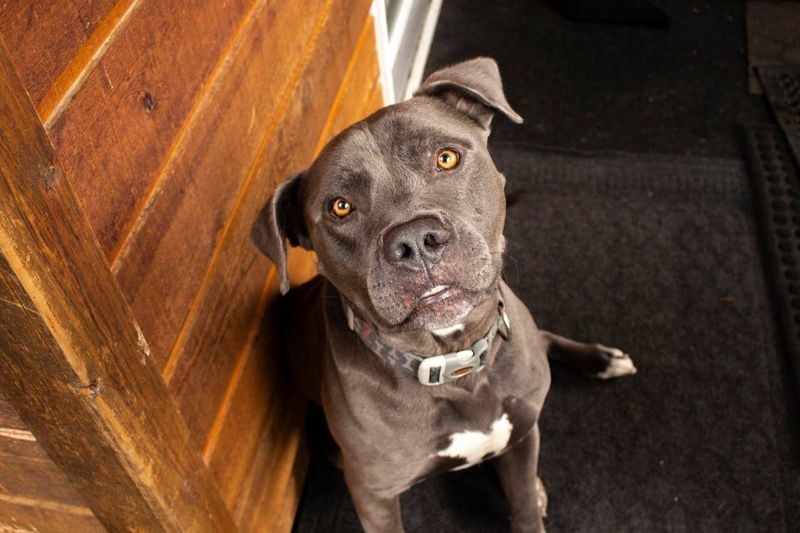 These 10 changes in behavior could be your dog's way of asking for help 7