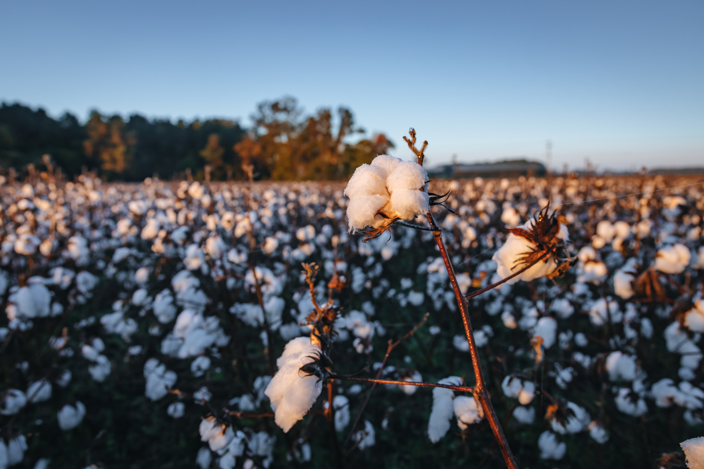 As Sustainability Concerns Rise, Consumers Favor Cotton as the Safest Fiber
