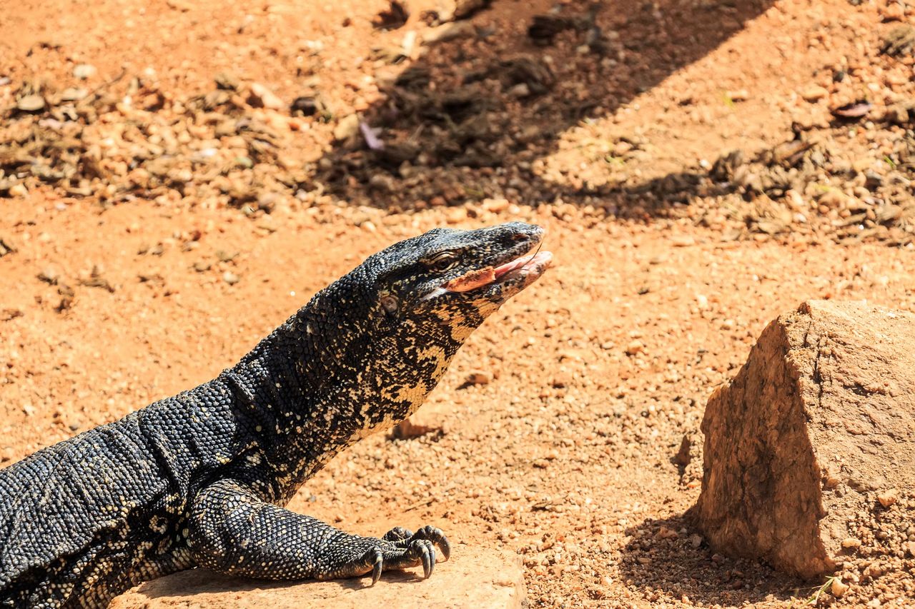 A monitor lizard on the ground near a rock