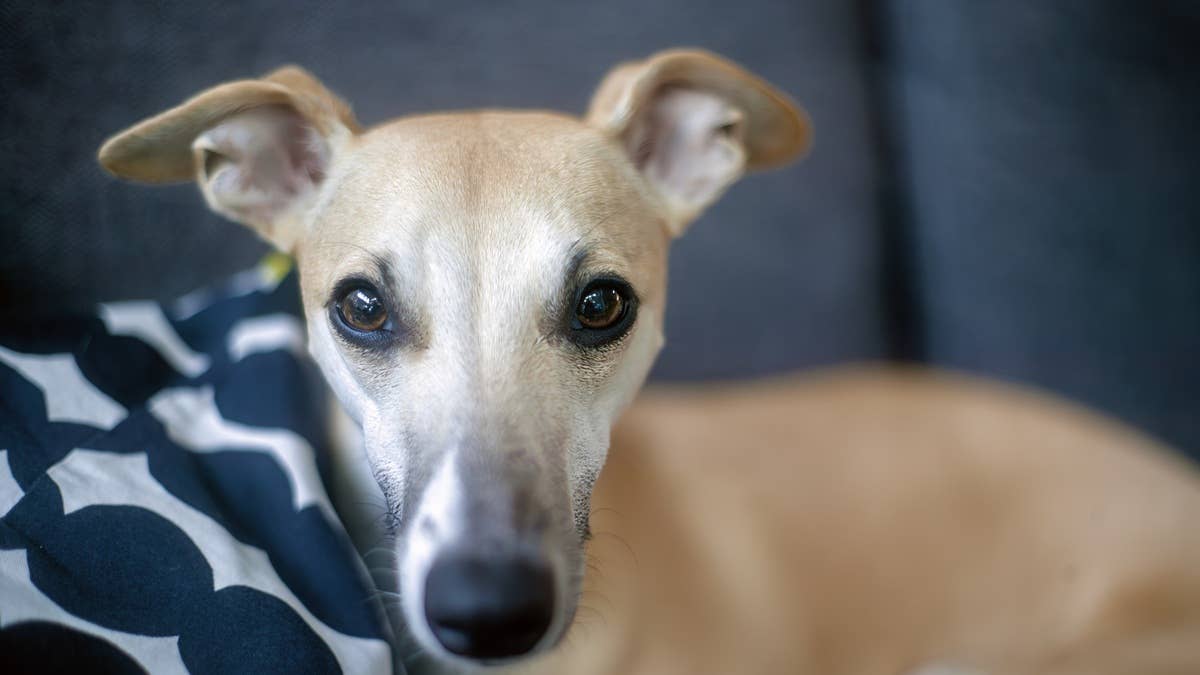 whippet-look