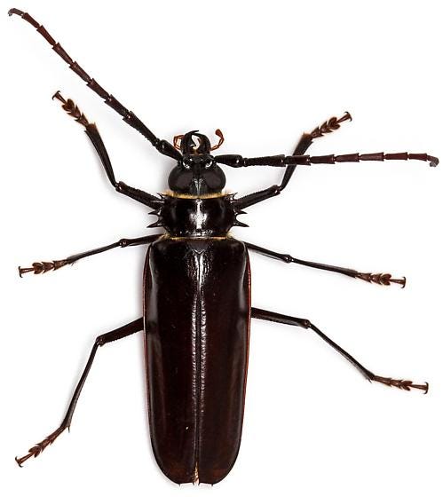 These giant bugs are out in Arizona. Your guide to palo verde beetles