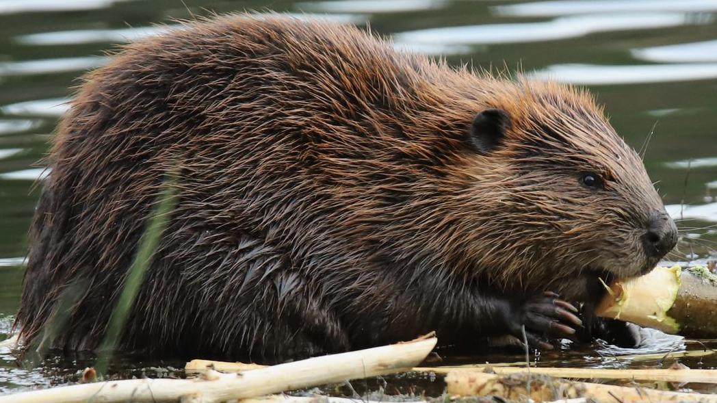 An application has started to fully reintroduce wild beavers in the Eden catchment of Cumbria