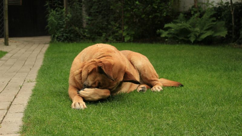 These 10 changes in behavior could be your dog's way of asking for help 6