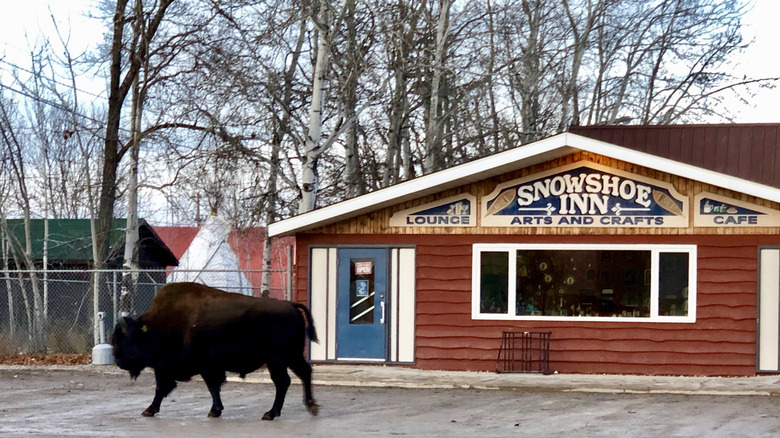 A wood bison walks in front of the Snowshoe Inn restaurant in Fort Providence, Northwestern Territories, Canada