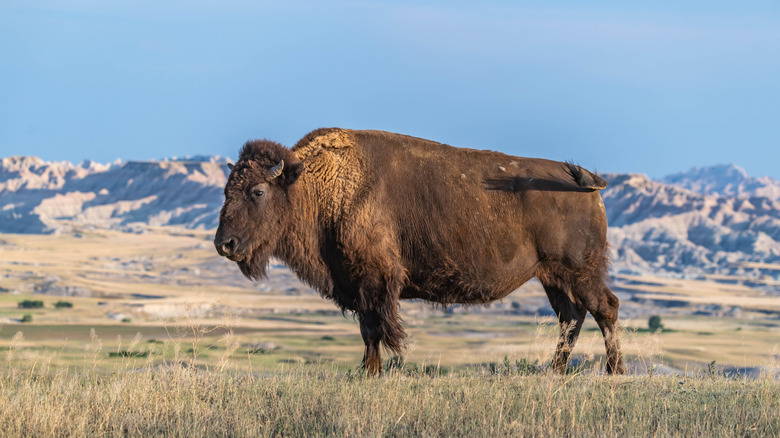 A bison in a prairie in Badlands National Park, South Dakota