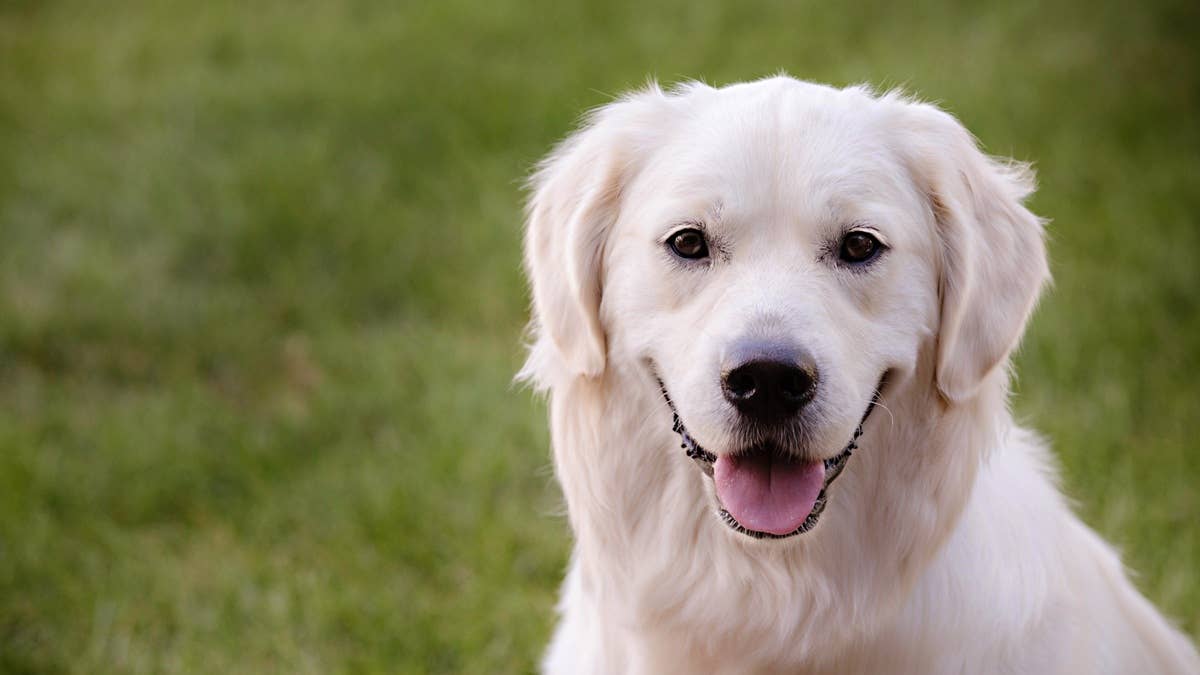 happy-golden-retriever-dog-canis-lupus-familiaris-in-grass