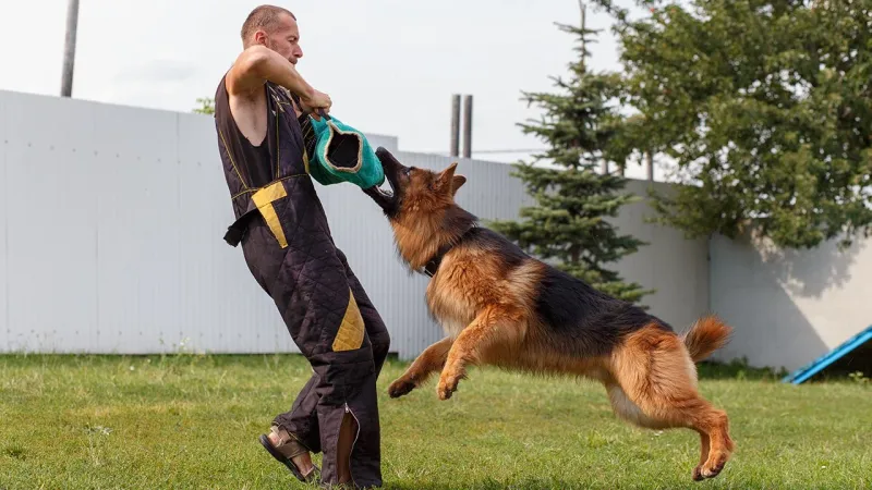 These 10 changes in behavior could be your dog's way of asking for help 5