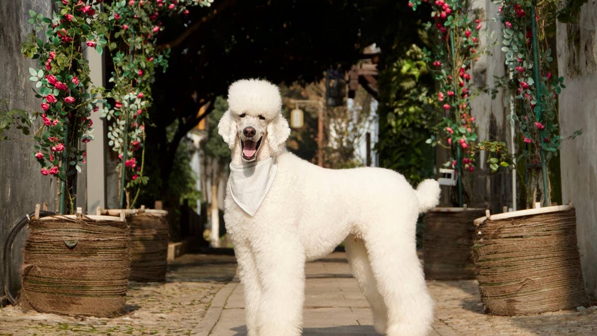 portrait-of-poodle-standing-on-footpath