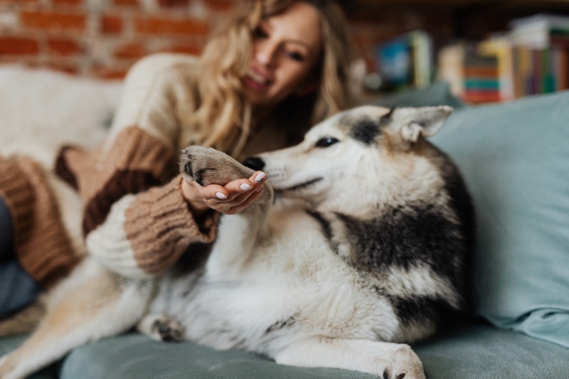 Your dog isn't just asking for attention. Here's why it puts a paw on you
