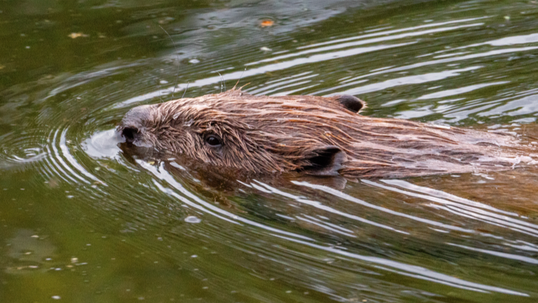 Wild beavers have been confirmed on the River Lowther in Eden, but were believed to have been illegally released