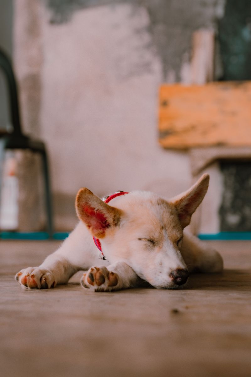 These 10 changes in behavior could be your dog's way of asking for help 8