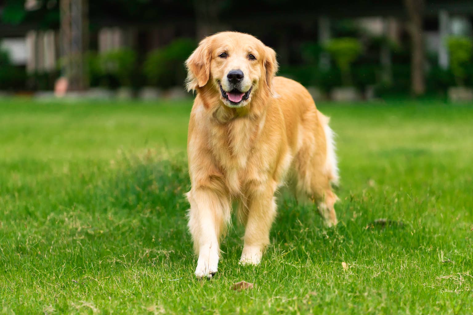 Golden Retriever Refuses to Budge From the Driveway Until His Whole Family Comes For a Walk With Him