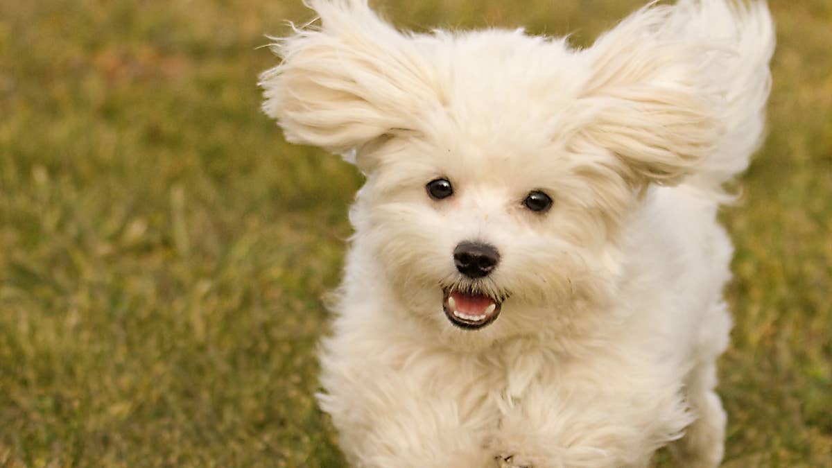 portrait-of-white-havanese-on-field