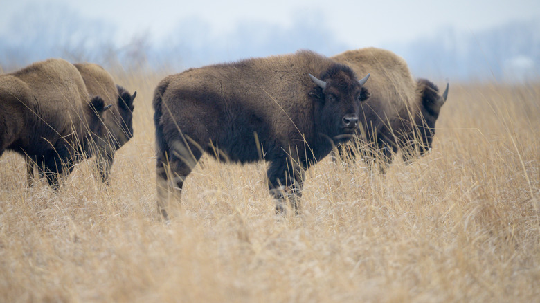 American bison walking through a pasture at the Kankakee Sands Nature Preserve in northern Indiana