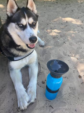 Husky lying on sand beside a water bottle with an attached bowl, looking at the camera
