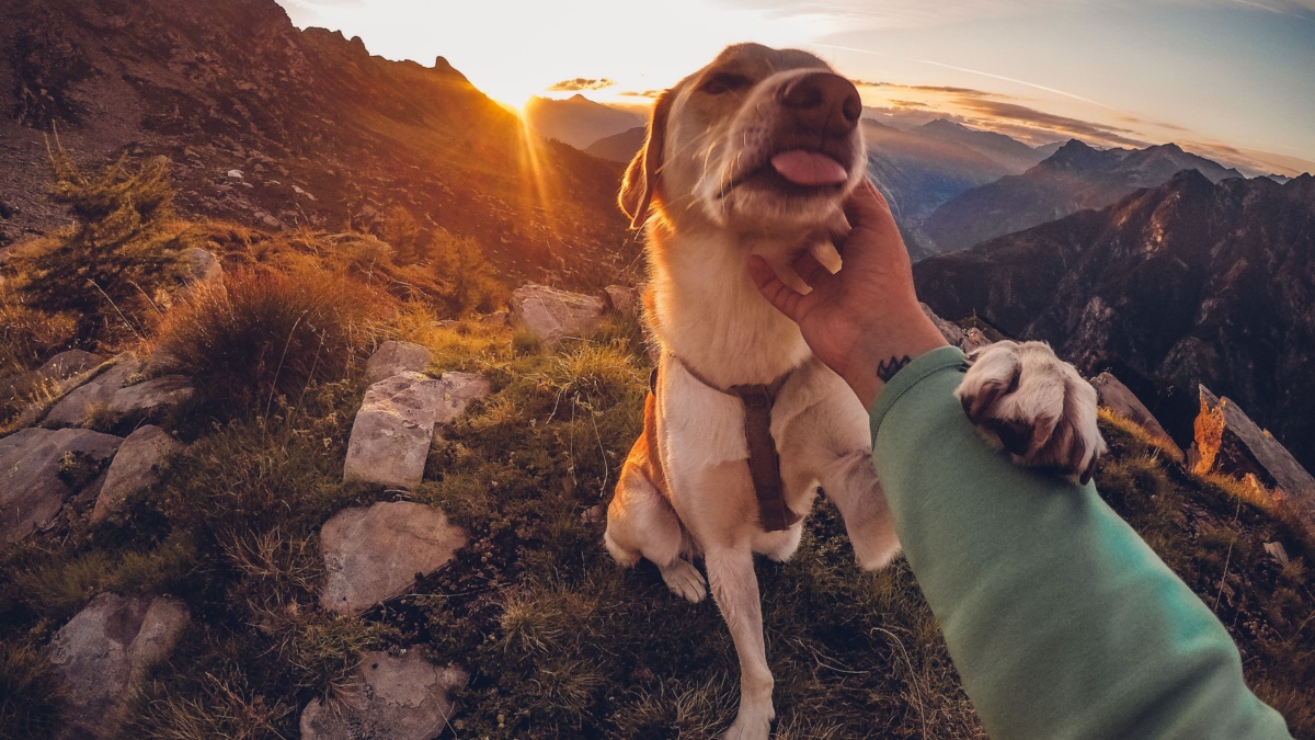 Your dog isn't just asking for attention. Here's why it puts a paw on you