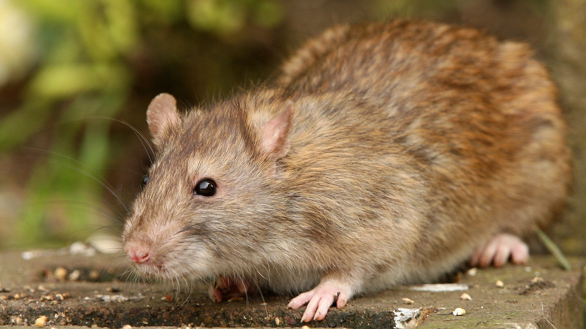How to get rid of all rats and mice in your garden