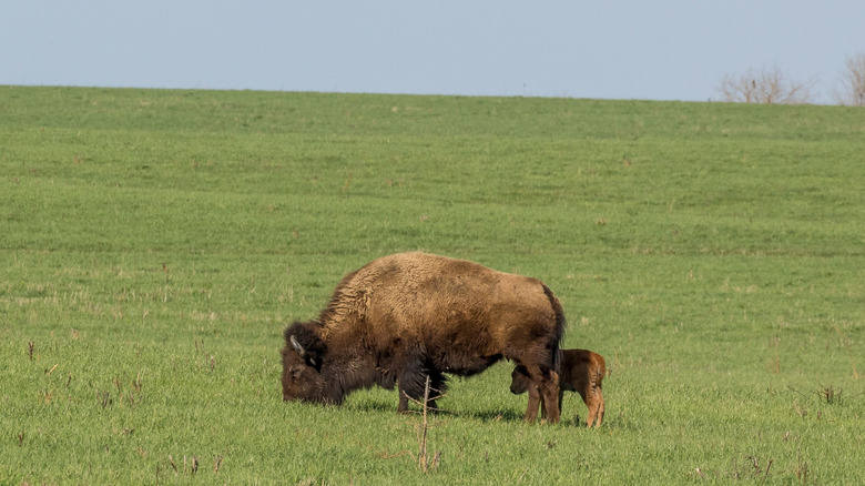 Bison and calf grazing in an open field in Midewin National Tallgrass Prairie, Illinois