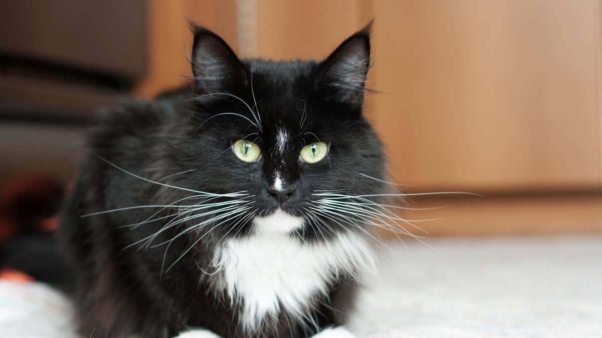 This Maine Coon's Thundering Purr Sounds Like a Tiny V-8 Engine